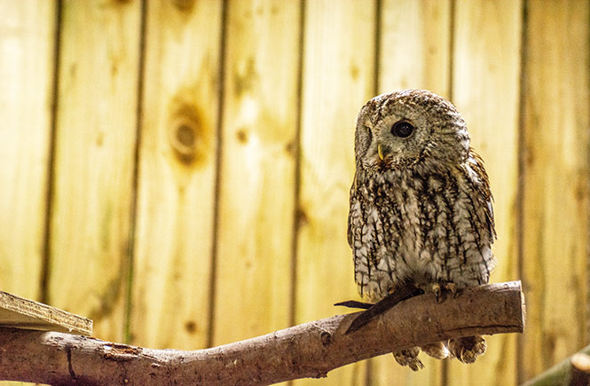 Bob the Tawny Owl at Screech Owl Sanctuary and Animal Park