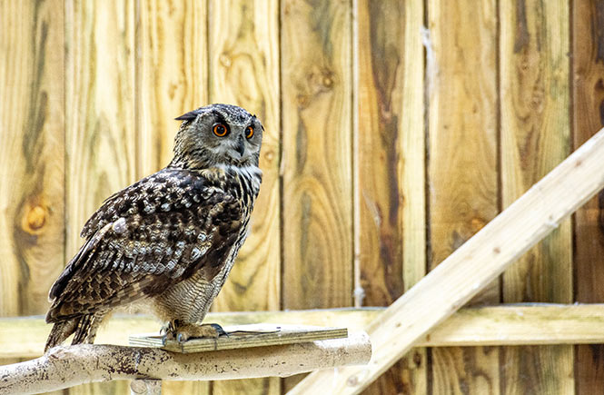 European Eagle Owl at Screech Owl Sanctuary in Cornwall