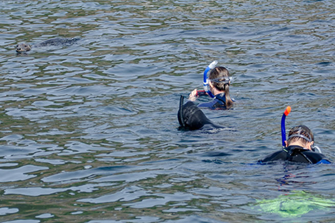 Snorkellers with AK Wildlife Cruises in the sea with a seal