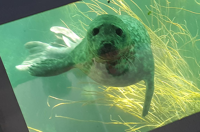 A seal looking up through the glass bottom floor of St Ives' Nemo boat
