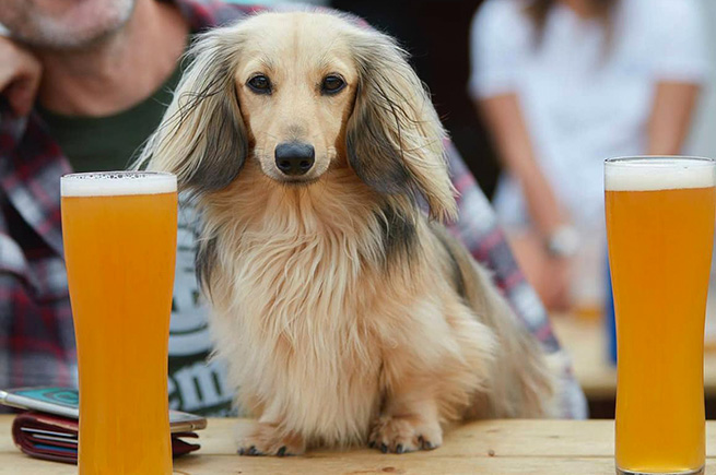 A cute Dachshund in between two pints outside of Black Flag Brewery in Perranporth