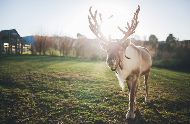 Reindeer at Gwel an Mor